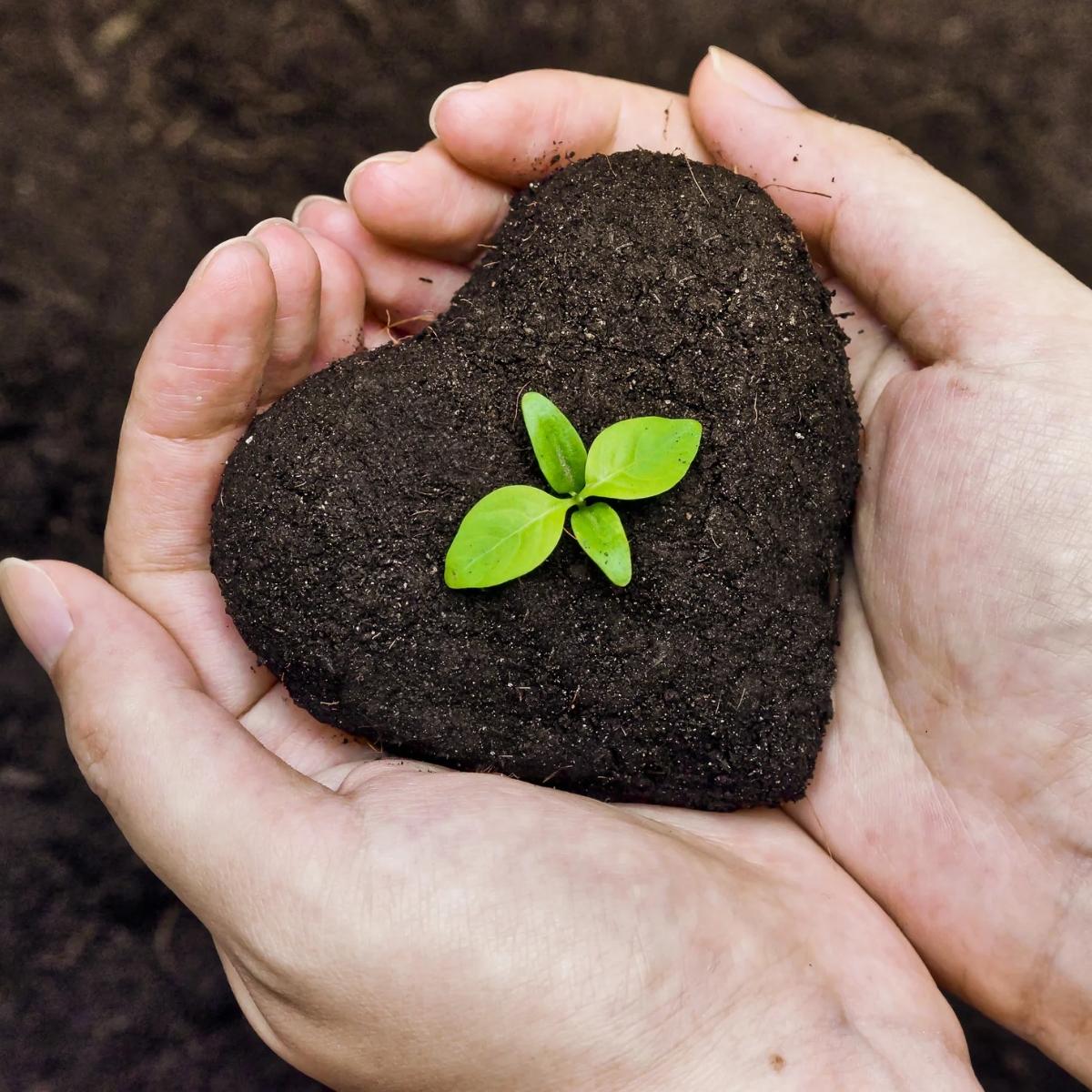 Benefits of Growing Your Own Plants