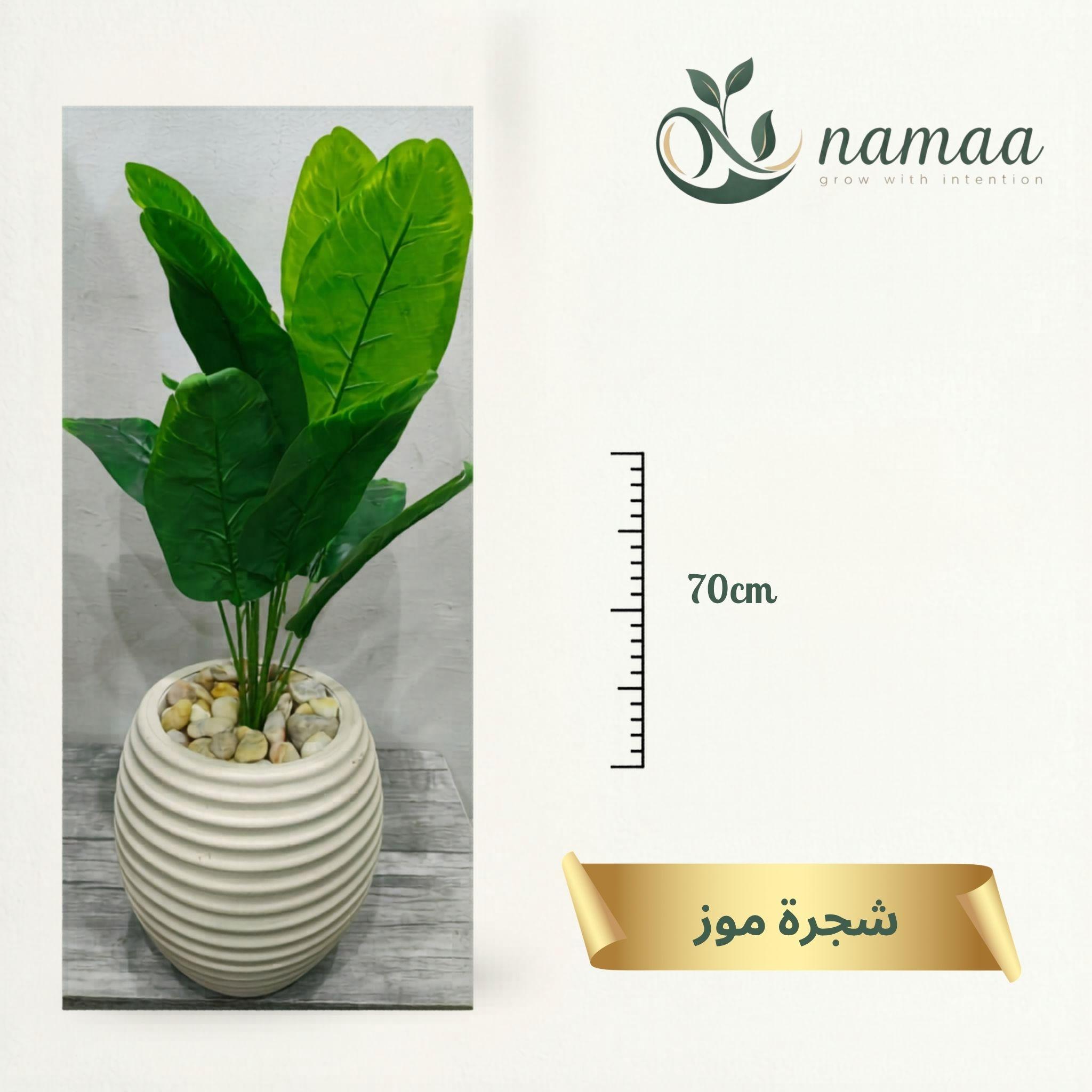 Banana tree